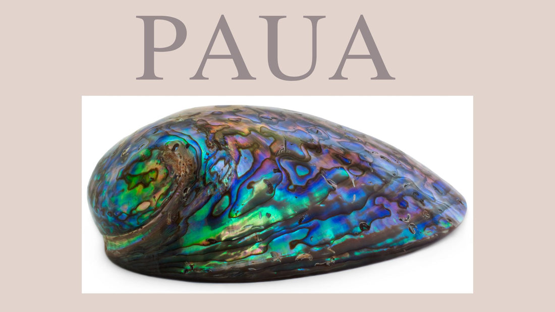 PAUA SHELL WITH STERLING SILVER EARRINGS